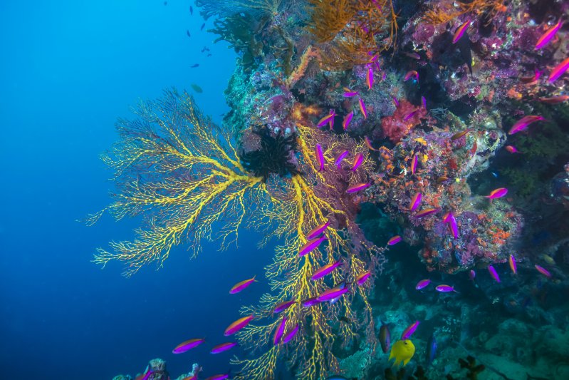 Fiji 