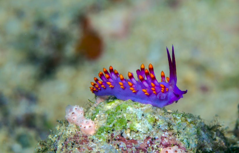 Fiji 