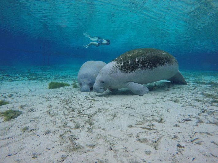 SDI Open Water Diver - Gallery