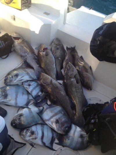 SDI U/W Hunter & Spearfishing - Gallery 