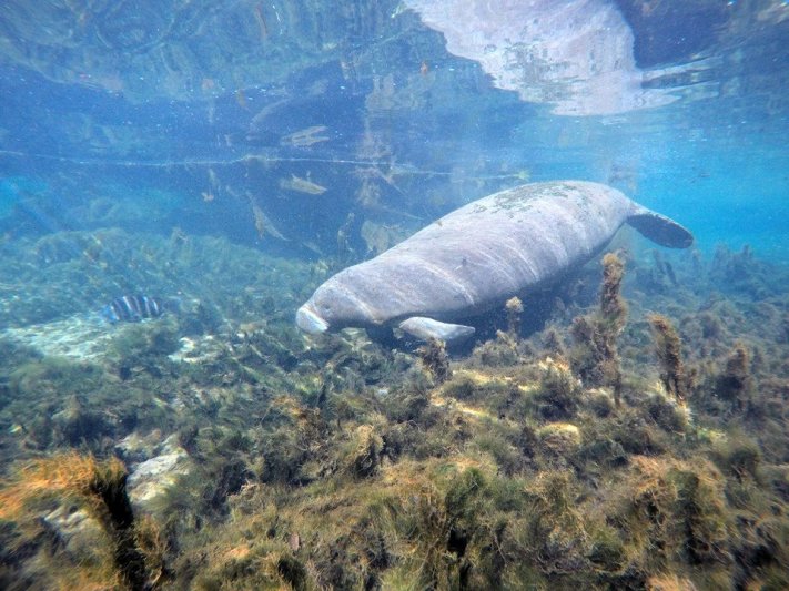 Florida Springs Dive Trips 
